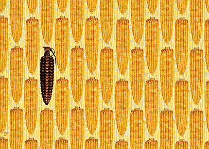 monsanto GMO corn